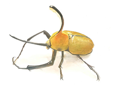 かぶとむし専門店 Beetle on
